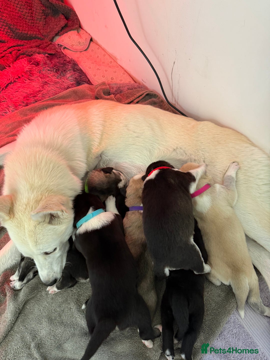 Siberian Husky dogs for sale: Husky puppies for sale - Image 2