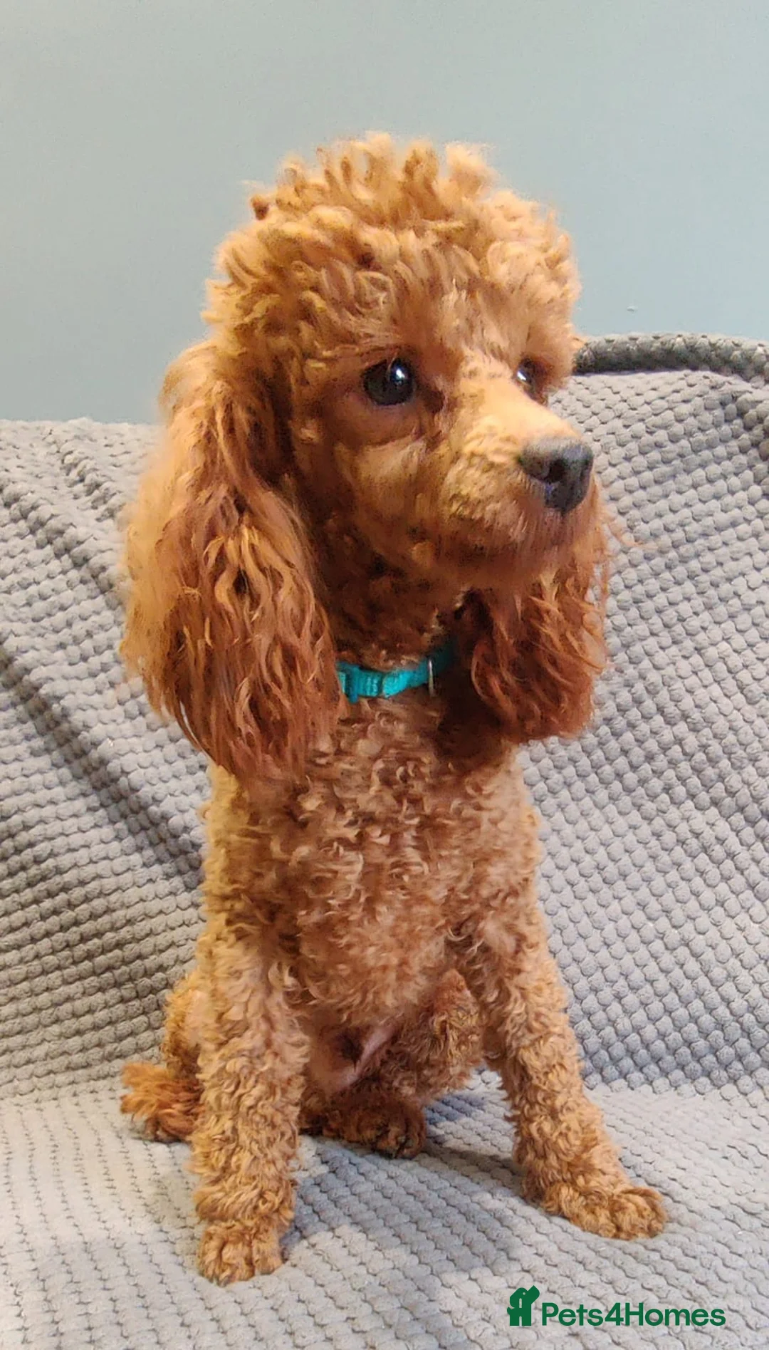 Poochon dogs for sale: Toy poochon puppies  in Gloucester - Advert 12