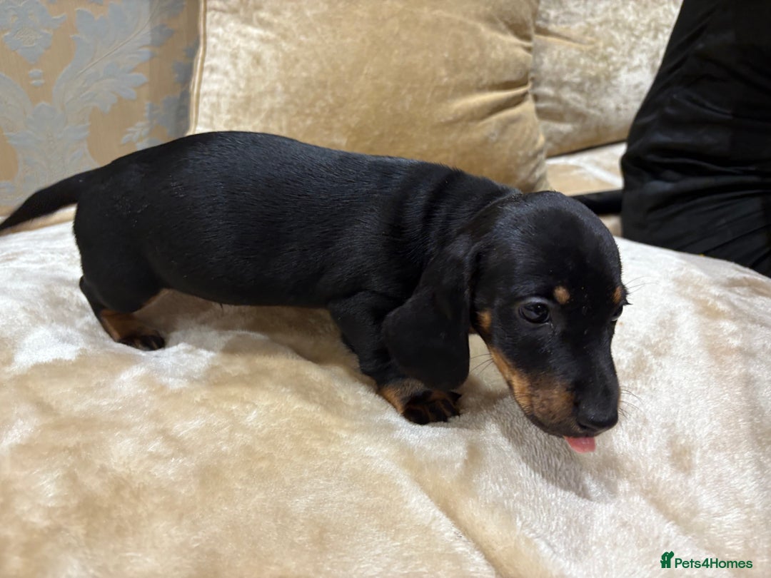 Dachshund dogs for sale: Miniature dachshund - Image 14