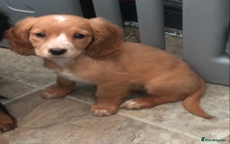 Sprocker dogs for sale: Sprocker pups  - Image 11