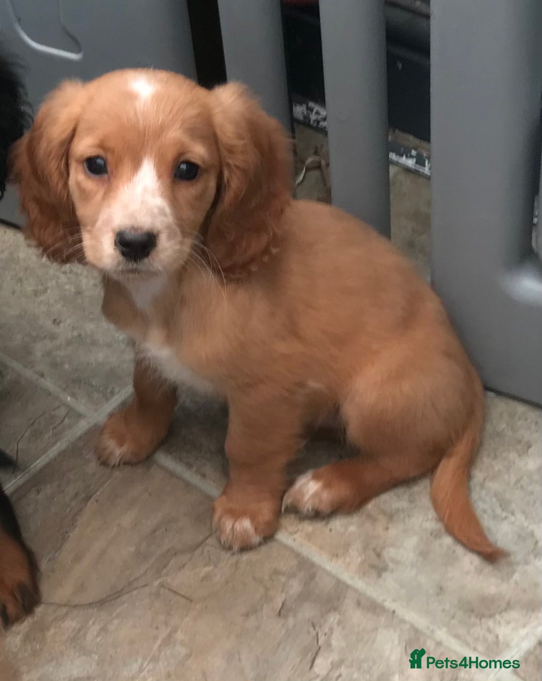 Sprocker dogs for sale: Sprocker pups  - Image 11