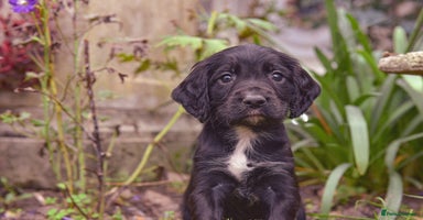 Sprocker dogs - Advert 8