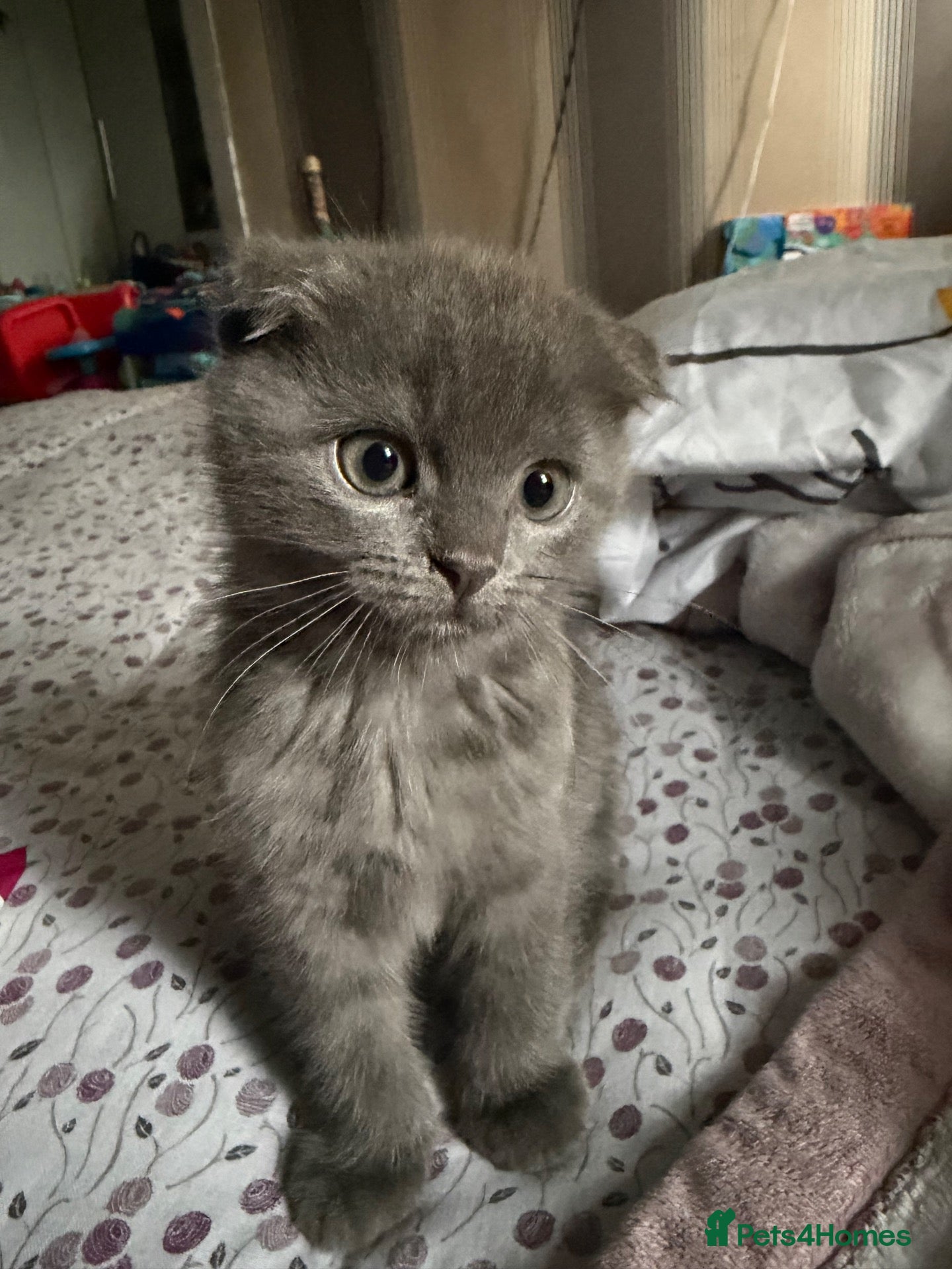Scottish Fold cats FLUFFY GREY SCOTTISH FOLD FEMALE - Advert 1