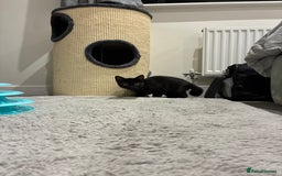 British Shorthair cats for sale: 🐾 British Shorthair Kitten🐾 - Image 15