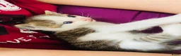 Mixed Breed cats for sale: Five beautiful kittens  - Advert 1