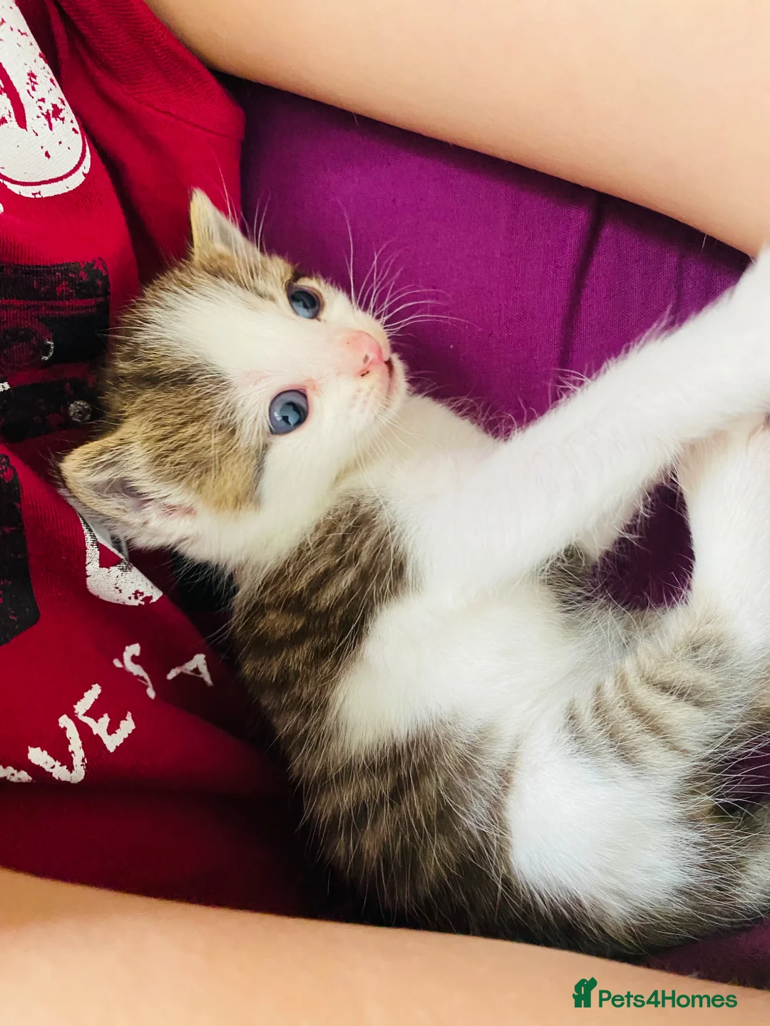 Mixed Breed cats for sale: Five beautiful kittens  - Advert 1