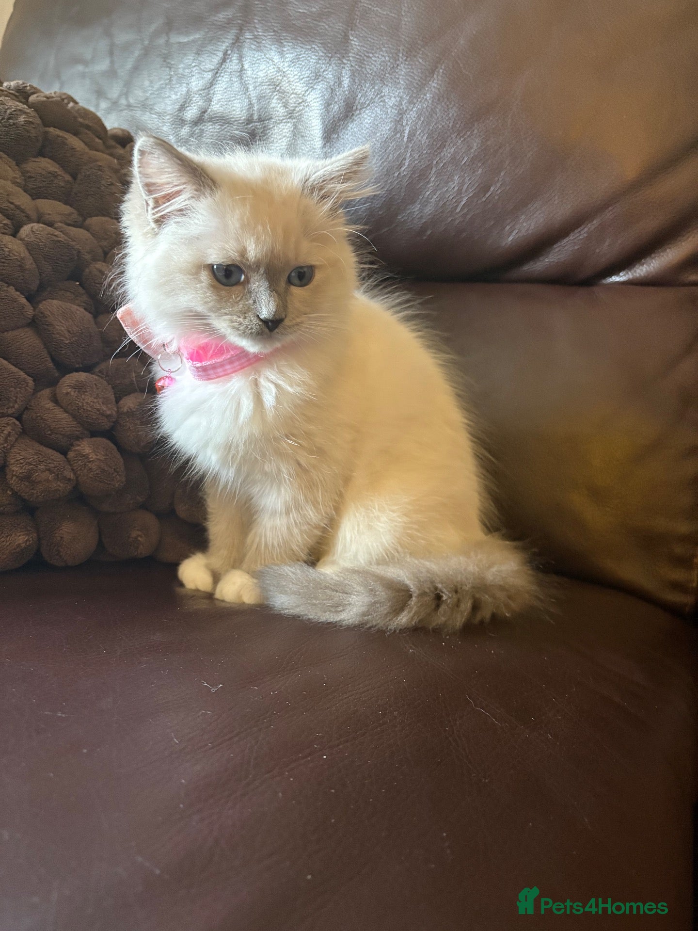Ragdoll cats Beautiful Lilac Mitted Colourpoint Ragdoll Kittens - Advert 6