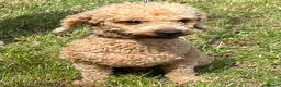 Cavapoo dogs for sale: Cavapoo puppies  - Advert 3