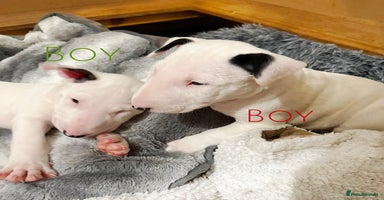 English Bull Terrier dogs - Advert 10