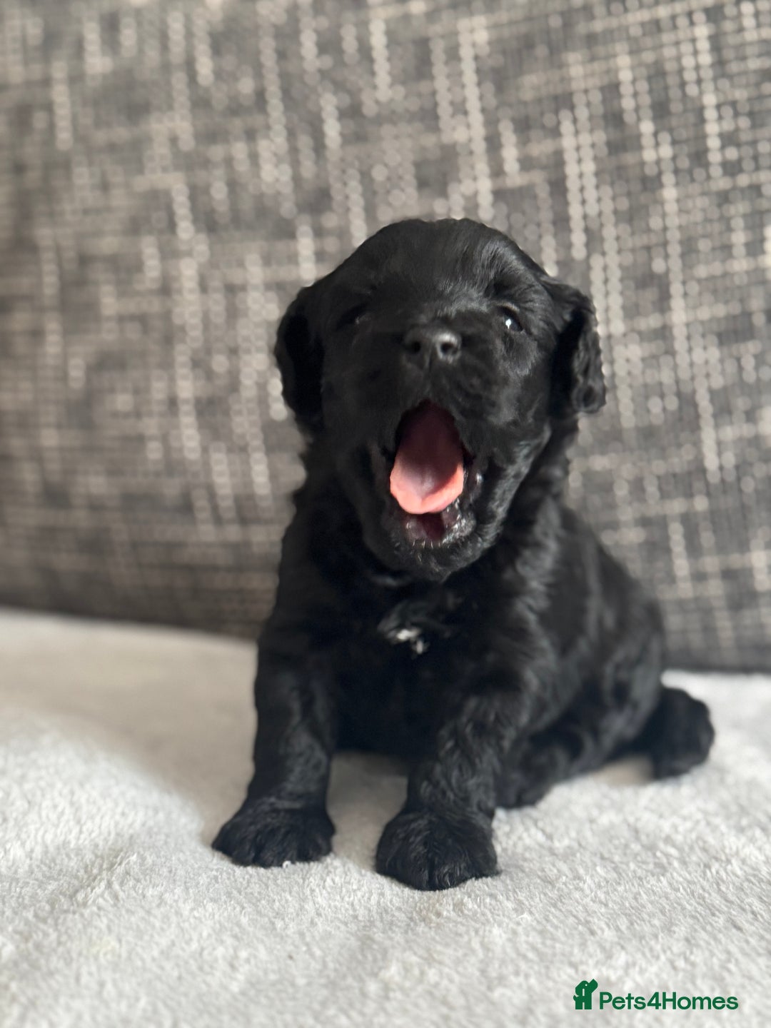 Mixed Breed dogs for sale: 6 beautiful havapoo’s - Image 13