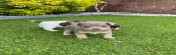 Jack Russell dogs for sale: Gorgeous Miniature Jack Russell Puppies  - Advert 9