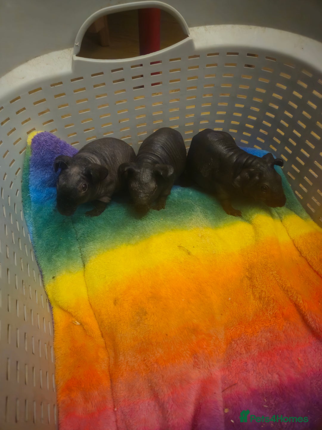 Guinea Pig rodents for sale: Mix of guinea pigs for sale  in Blackpool - Image 4