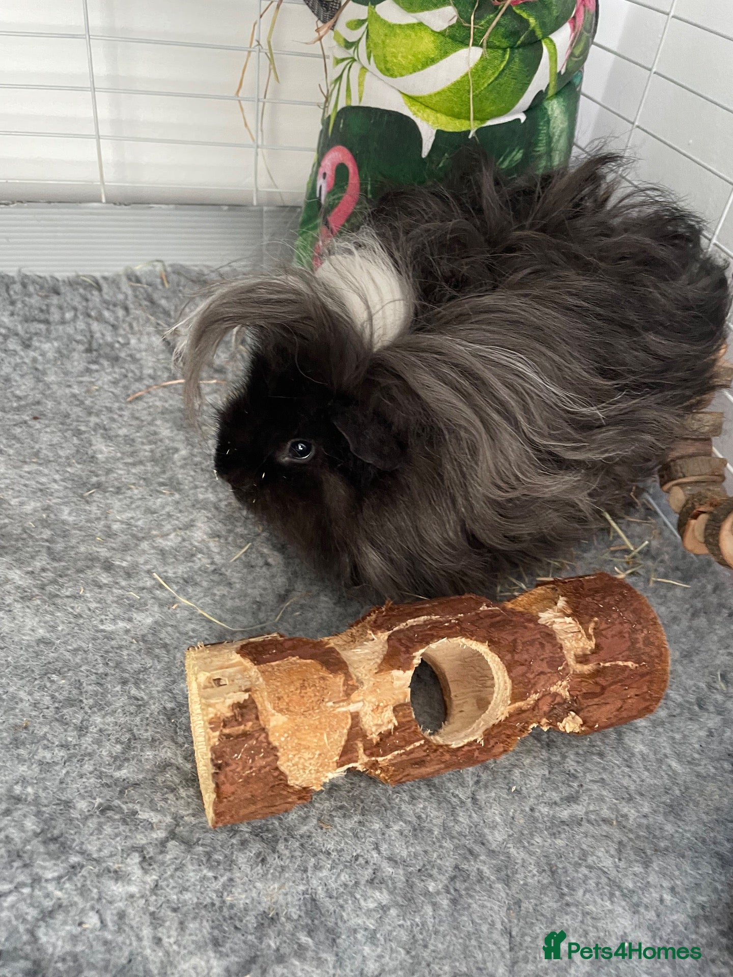 Guinea Pig rodents female guinea pig - Advert 2