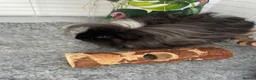 Guinea Pig rodents for sale: female guinea pig - Advert 1
