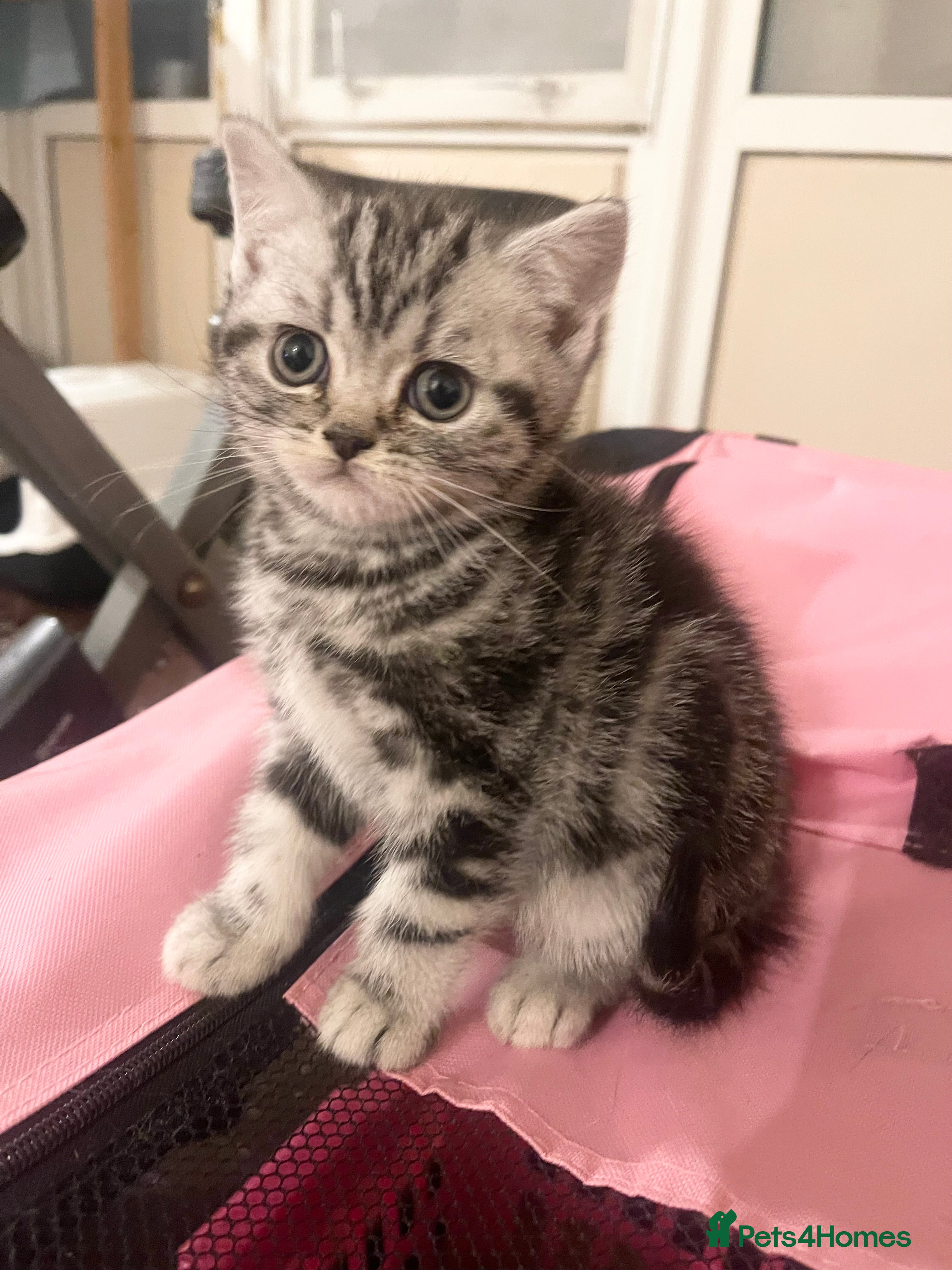 British Shorthair cats Bsh.Tabby kittens.GCCF.Available on 15.February . - Advert 6