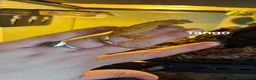Gecko reptiles for sale: Leopard and crested geckos  in Trowbridge - Advert 4