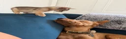 Abyssinian cats for sale: Gorgeous Abyssinian kittens - Advert 6