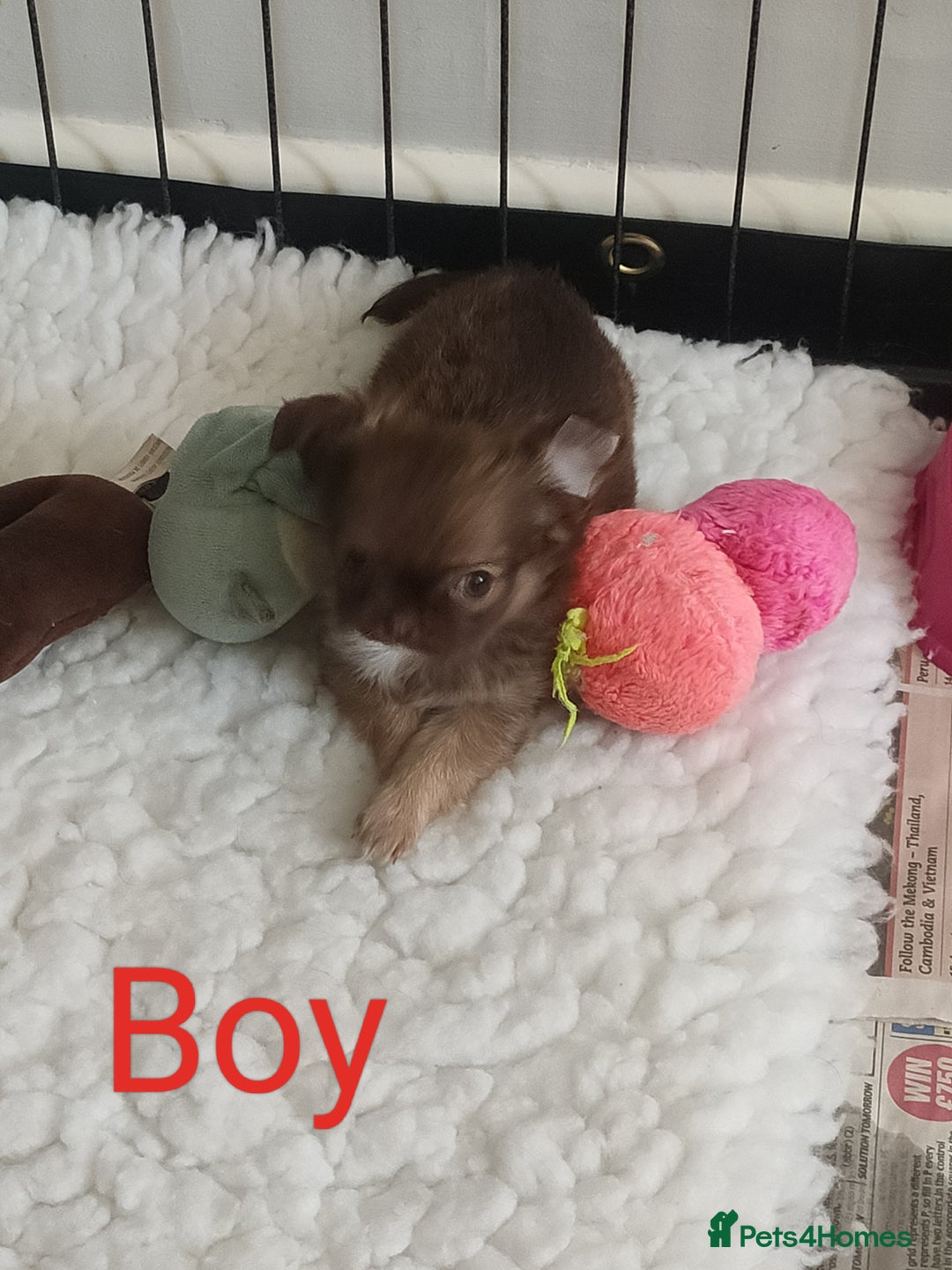 Chihuahua dogs for sale: Only one beautiful boy left,he's totally stunning  - Image 7