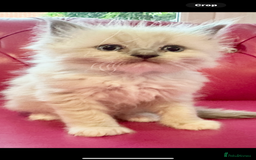 Ragdoll cats for sale: ragdoll kittens ready in 1 week  🩵💚💜 - Image 17