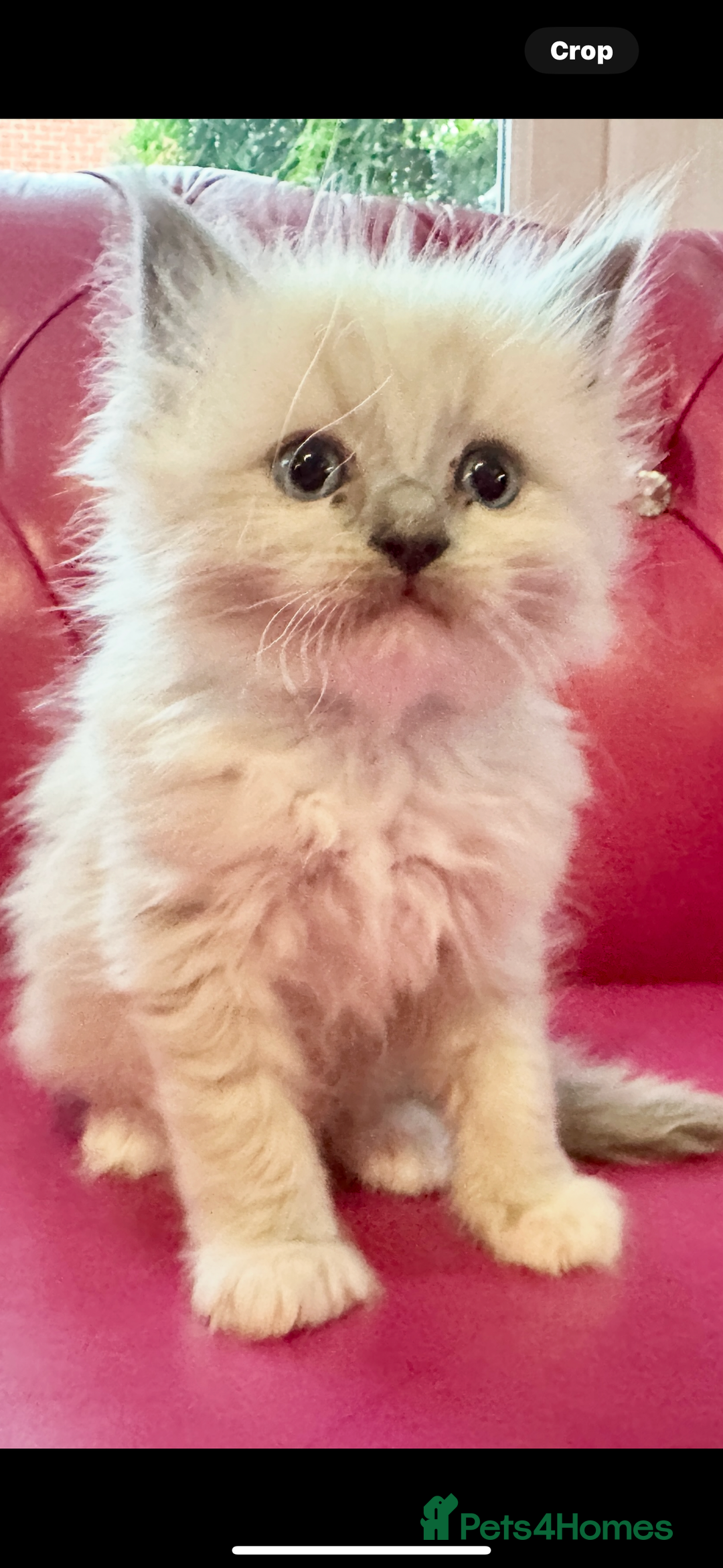 Ragdoll cats for sale: ragdoll kittens ready in 1 week  🩵💚💜 - Image 17