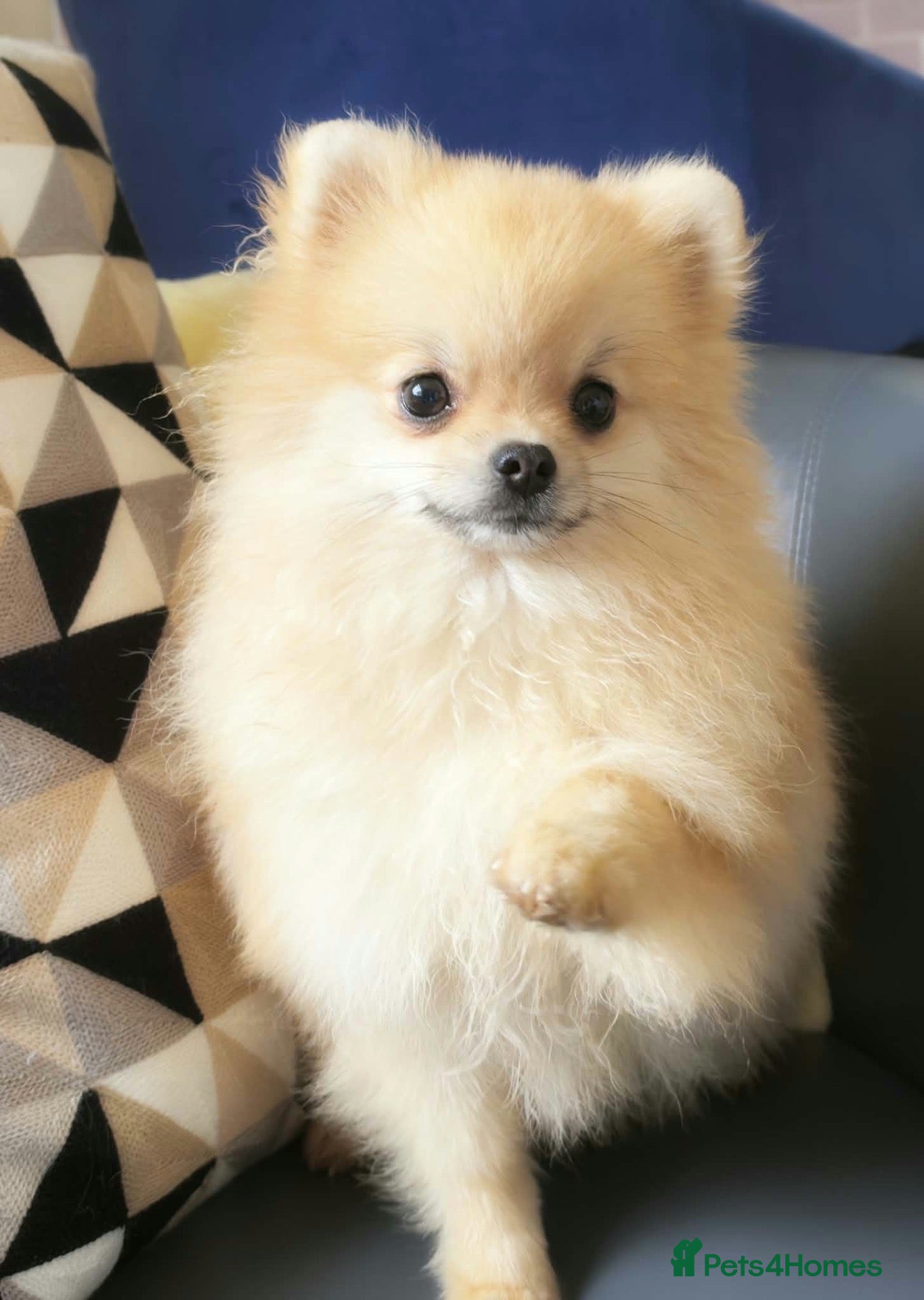 Pomeranian dogs Cream Puppy Dog  - Advert 1
