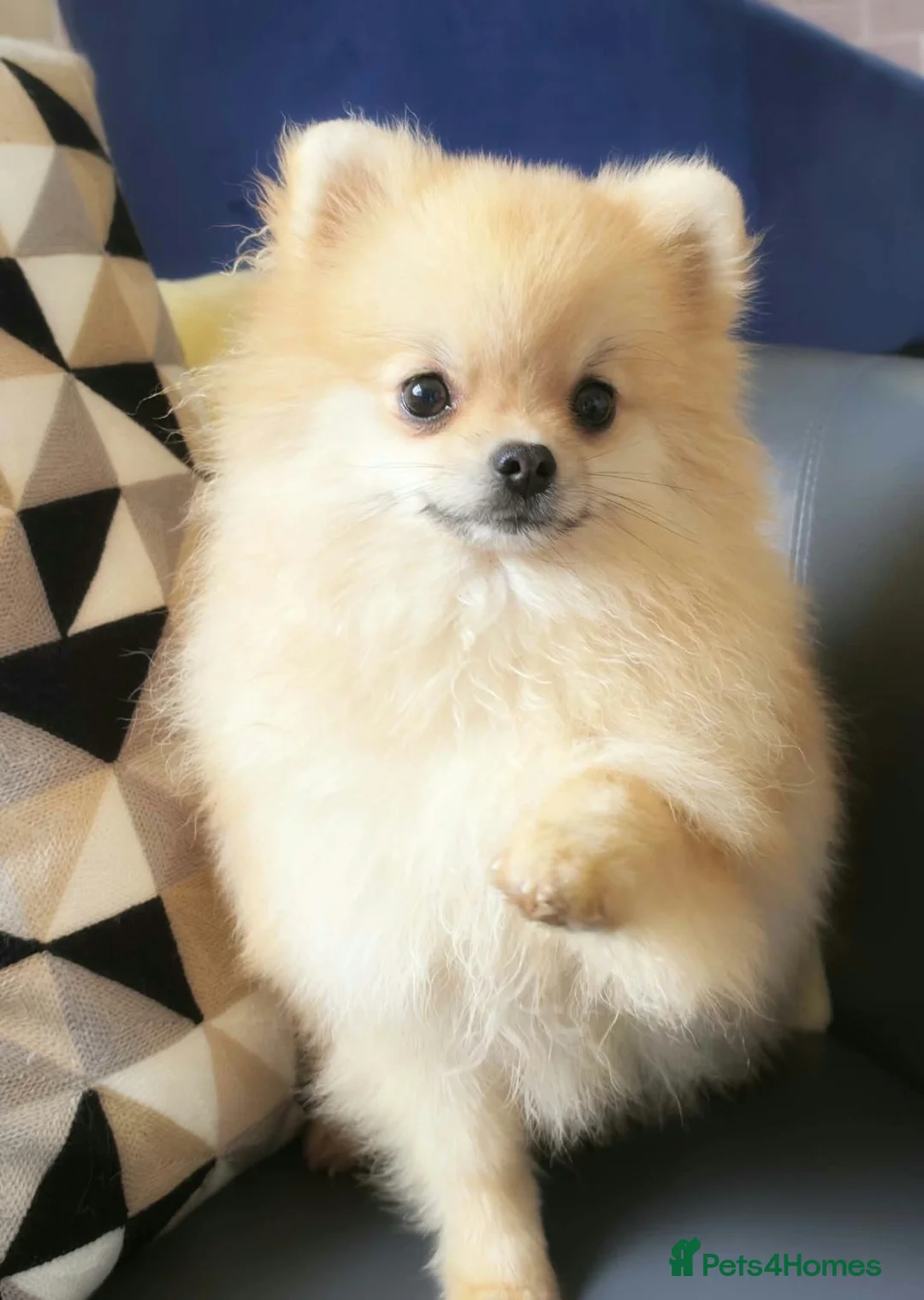 Pomeranian dogs for sale: Cream Puppy Dog  - Advert 1