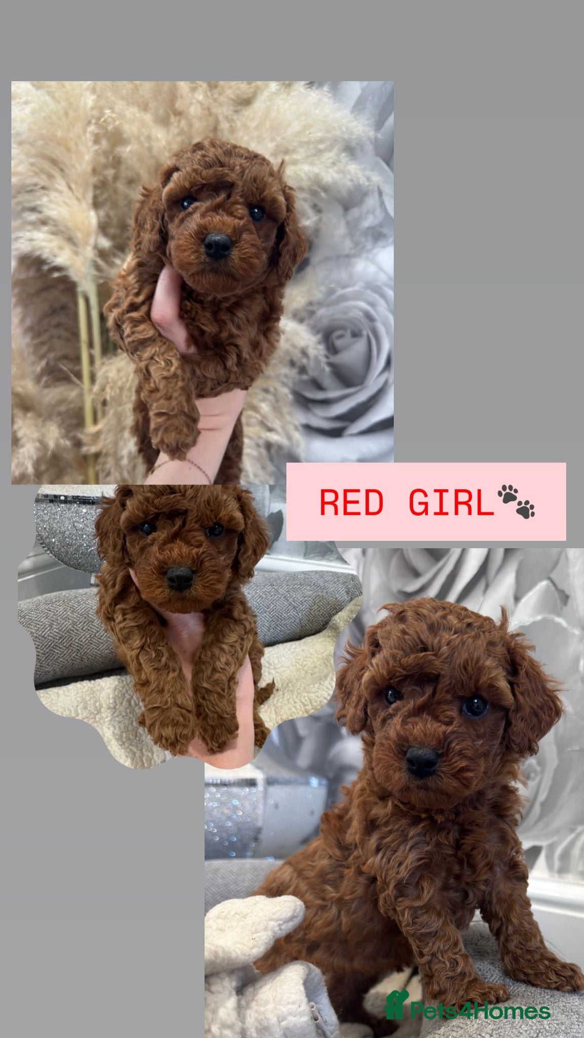 Cavapoo dogs  🐶Red Cavapoo puppies for sale 🐶 - Advert 15