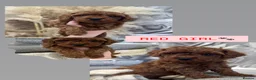 Cavapoo dogs for sale:  🐶Red Cavapoo puppies for sale 🐶 - Advert 1