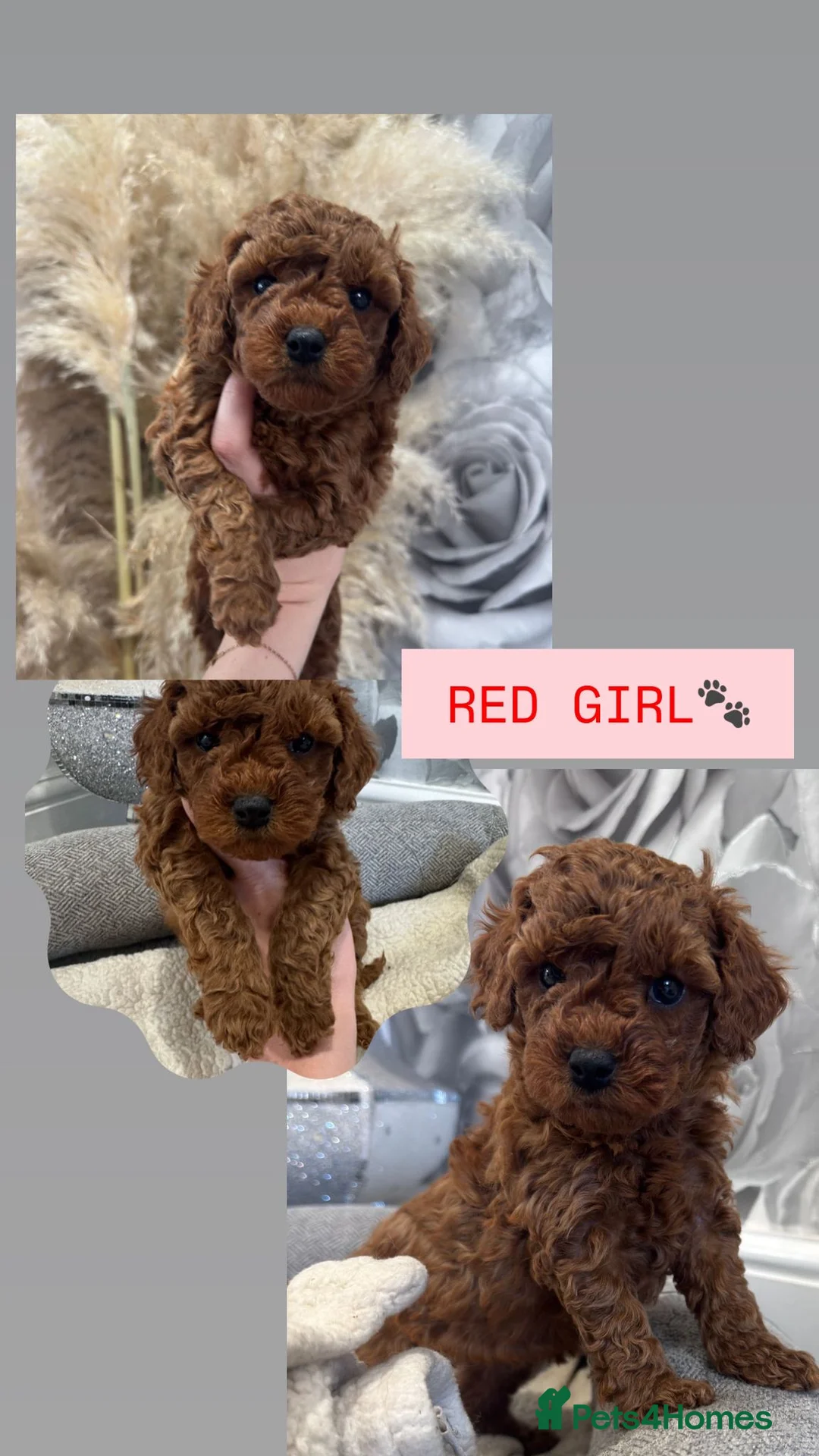 Cavapoo dogs for sale:  🐶Red Cavapoo puppies for sale 🐶 - Advert 1