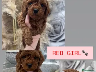 Cavapoo dogs 🐶Red Cavapoo puppies for sale 🐶 - Advert 6