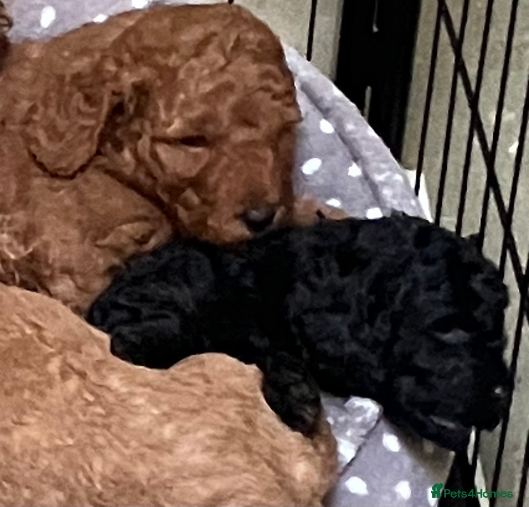 Cockapoo dogs for sale: COCKAPOO PUPPIES RED & BLACK in CAMBRIDGESHIRE  - Advert 9