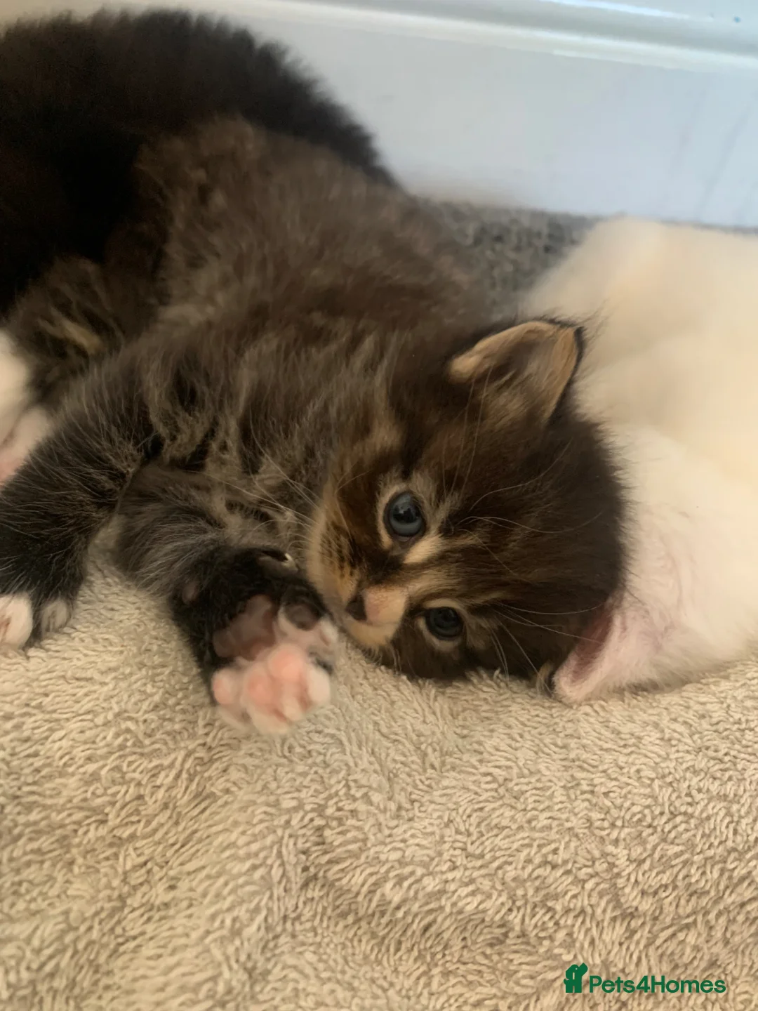 Mixed Breed cats for sale: Garfield  in Hull - Advert 2