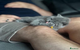 British Shorthair cats for sale: ✨Beautiful British Shorthair Kittens ✨ - Image 6