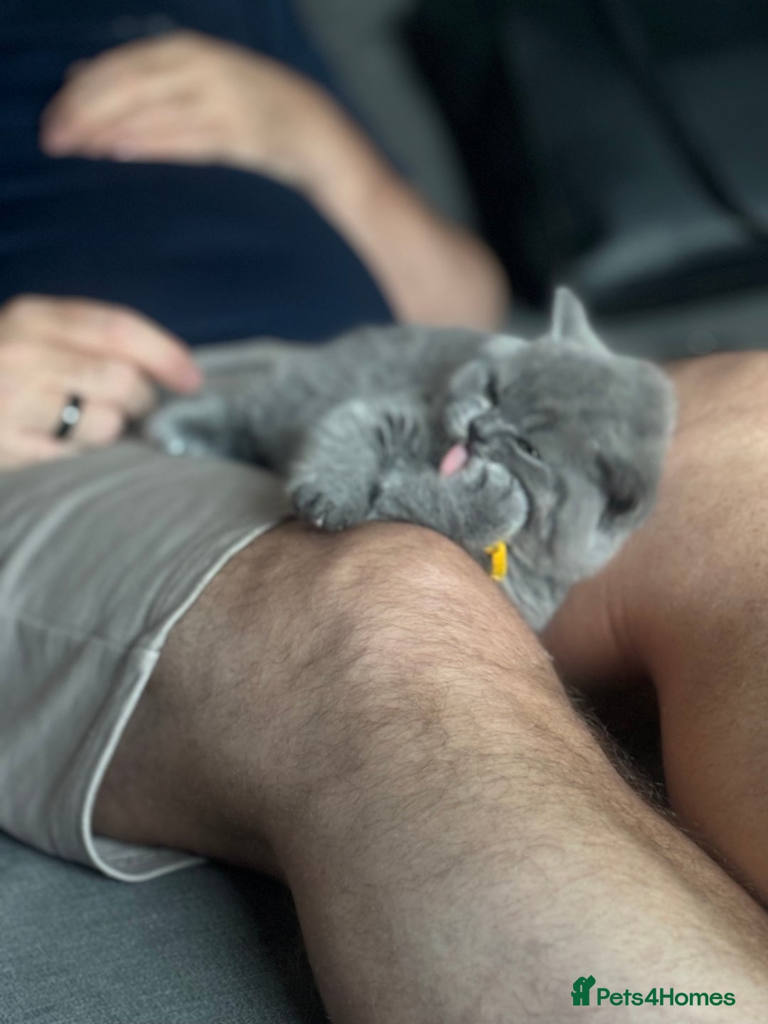 British Shorthair cats for sale: ✨Beautiful British Shorthair Kittens ✨ - Image 6