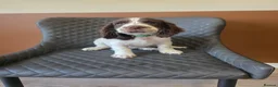 Sprocker dogs for sale: Beautiful Sprocker pups ready now. - Advert 14