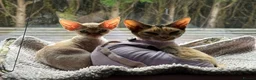 Devon Rex cats for sale: Stunning, cheeky GCCF reg Devon Male - Advert 1