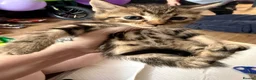 British Shorthair cats for sale: 6 British shorthair cross kittens  in Ramsgate - Advert 17