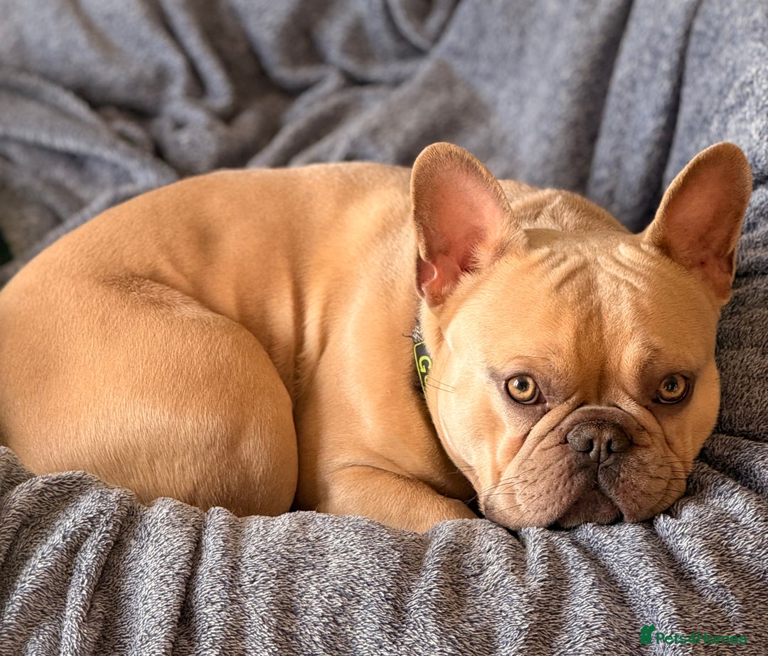 French Bulldog dogs for stud: French bulldog Stud - Advert 2