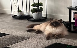 Ragdoll cats for sale: Full pedigree Ragdoll  - Image 2