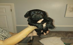 Cocker Spaniel dogs for sale: Lovely short legged black cocker spaniel puppy - Image 2