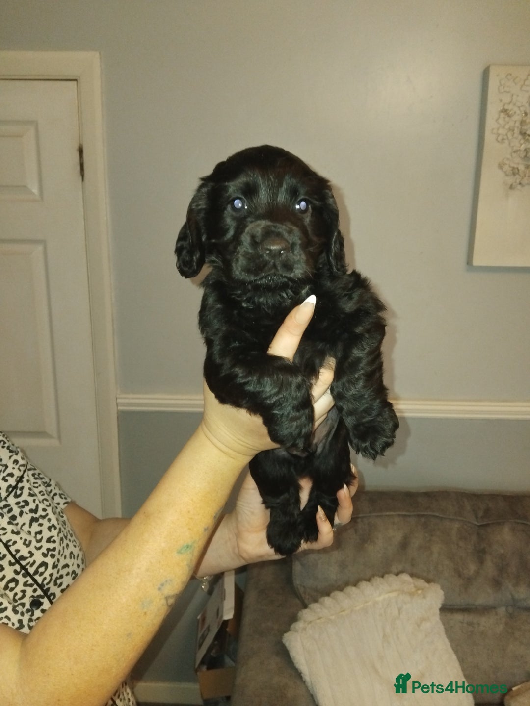 Cocker Spaniel dogs for sale: Lovely short legged black cocker spaniel puppy - Image 2