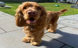 Cocker Spaniel dogs for sale: Gloden show cocker spaniel boy - Advert 3