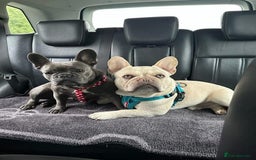 French Bulldog dogs for stud: 5 PANEL HEALTH CLEAR CHARLIE VERY WELL PROVEN! - Image 7