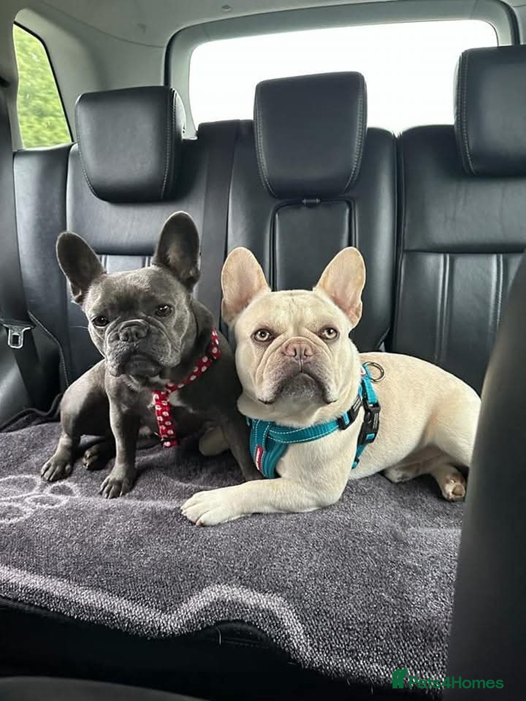 French Bulldog dogs for stud: 5 PANEL HEALTH CLEAR CHARLIE VERY WELL PROVEN! - Image 7