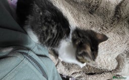 Mixed Breed cats for sale: Friendly playful kittens ready to find thier new  - Image 13