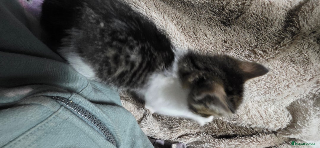 Mixed Breed cats for sale: Friendly playful kittens ready to find thier new  - Image 13