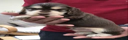 Cocker Spaniel dogs for sale: KC registered Show cocker spaniel  in King's Lynn - Advert 16