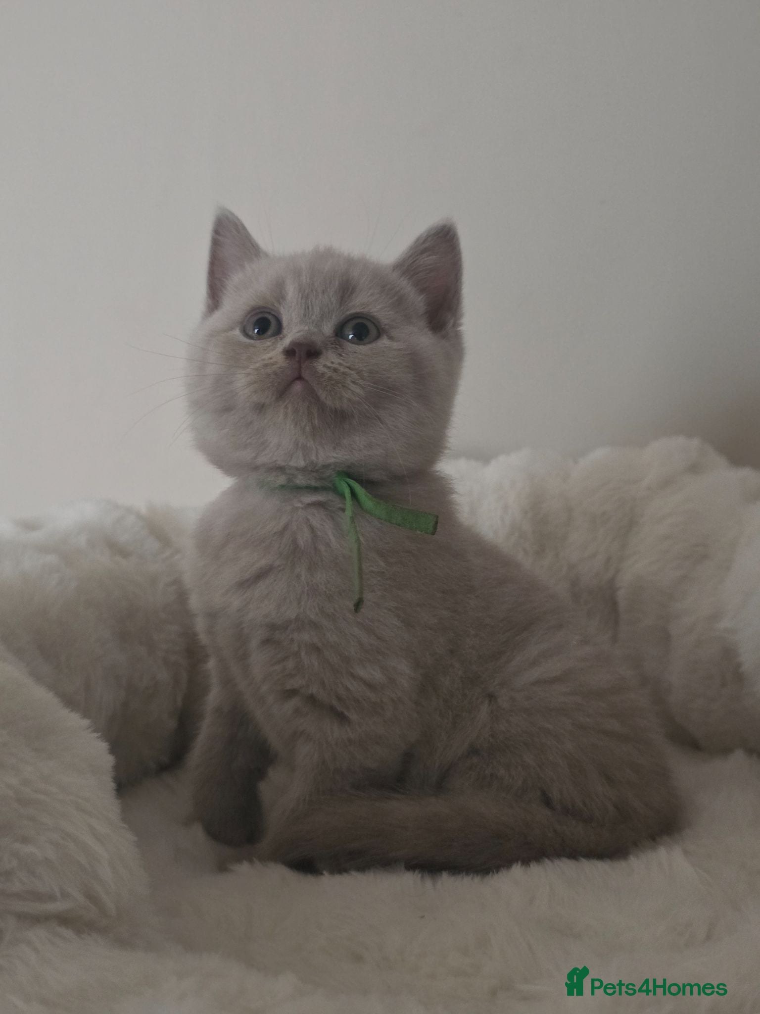 British Shorthair cats 9 Beautiful British Shorthairs - Advert 6