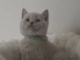 British Shorthair cats 9 Beautiful British Shorthairs - Advert 6