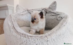Ragdoll cats for sale: INDOOR FULL PEDIGREE RAGDOLL KITTENS - Image 7